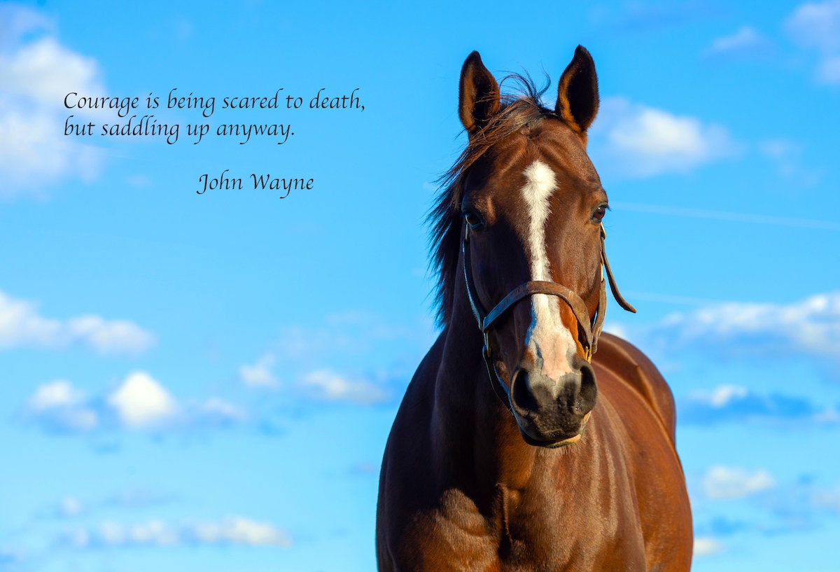 Horse Quotations Horse Quotes, Inspirational Horse Quotes, Horse Photos