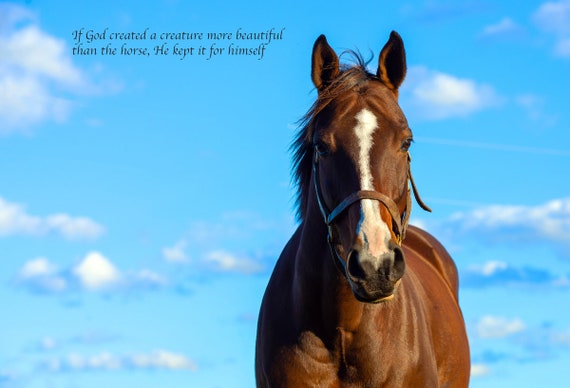 Horse Quotations Horse Quotes Inspirational Horse Quotes - Etsy