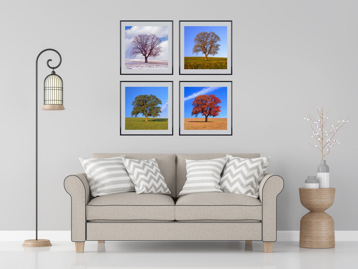 Tree in 4 Seasons, Four Seasons, Nature Photo, Winter, Spring, Summer ...