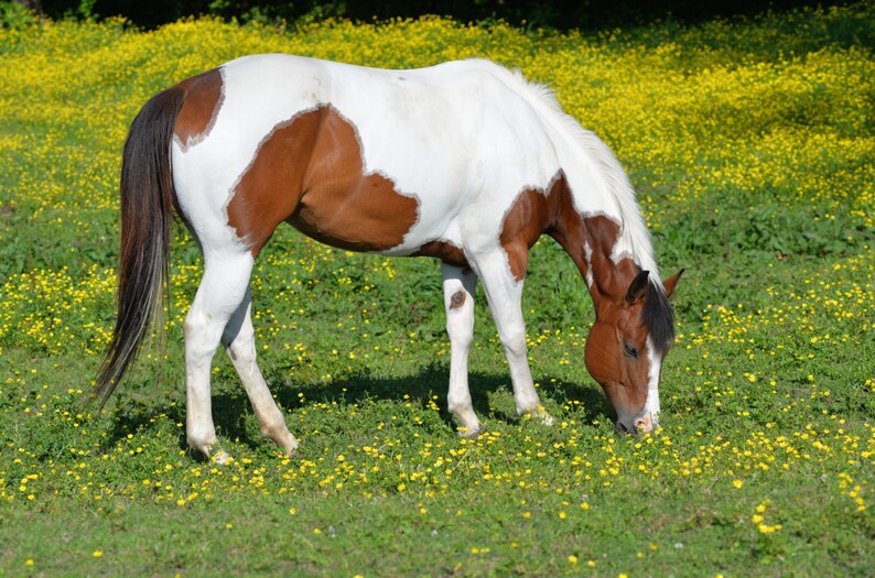 Pinto Horse Photohorse in Yellow Field Horse Grazing Horse | Etsy Australia
