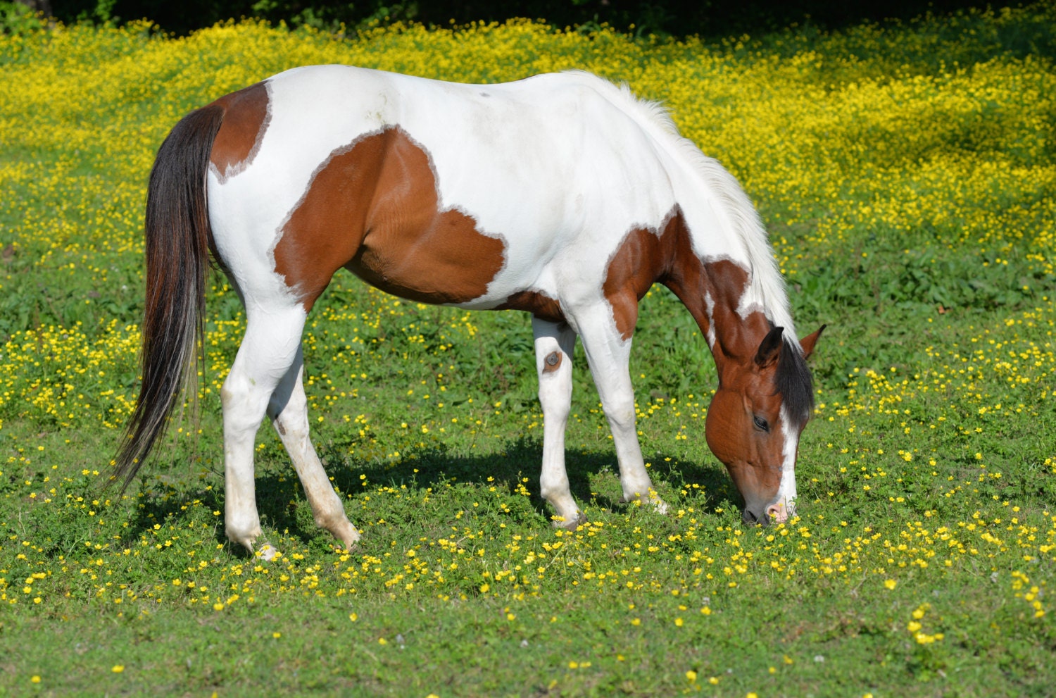 Caballo en campo amarillo caballo de pastoreo Foto de Etsy