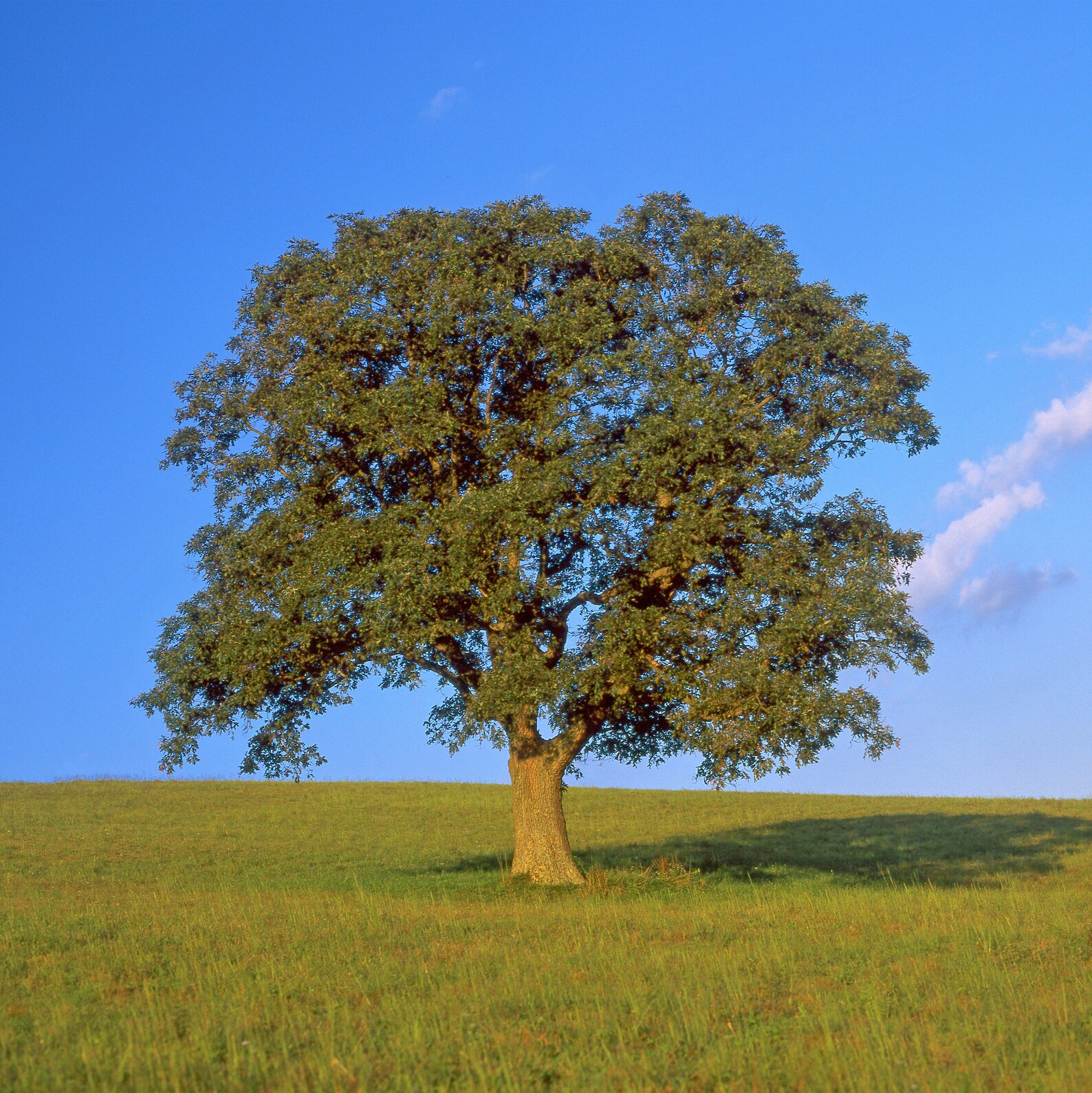 Tree in 4 Seasons, Four Seasons, Nature Photo, Winter, Spring, Summer ...