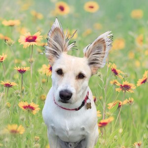 A white dog with brown eyes and fluffy ears standing amidst a field of yellow and red wildflowers, wearing a red collar with a tag.