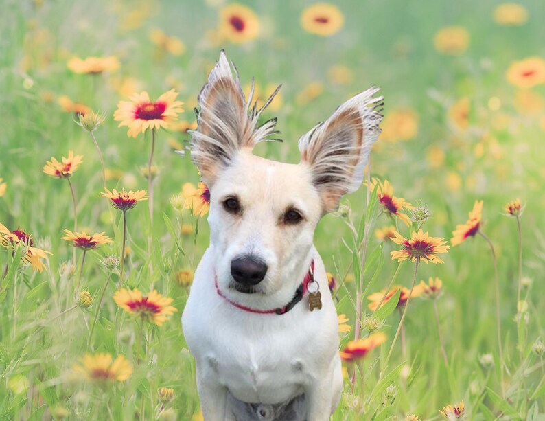 A white dog with brown eyes and fluffy ears standing amidst a field of yellow and red wildflowers, wearing a red collar with a tag.