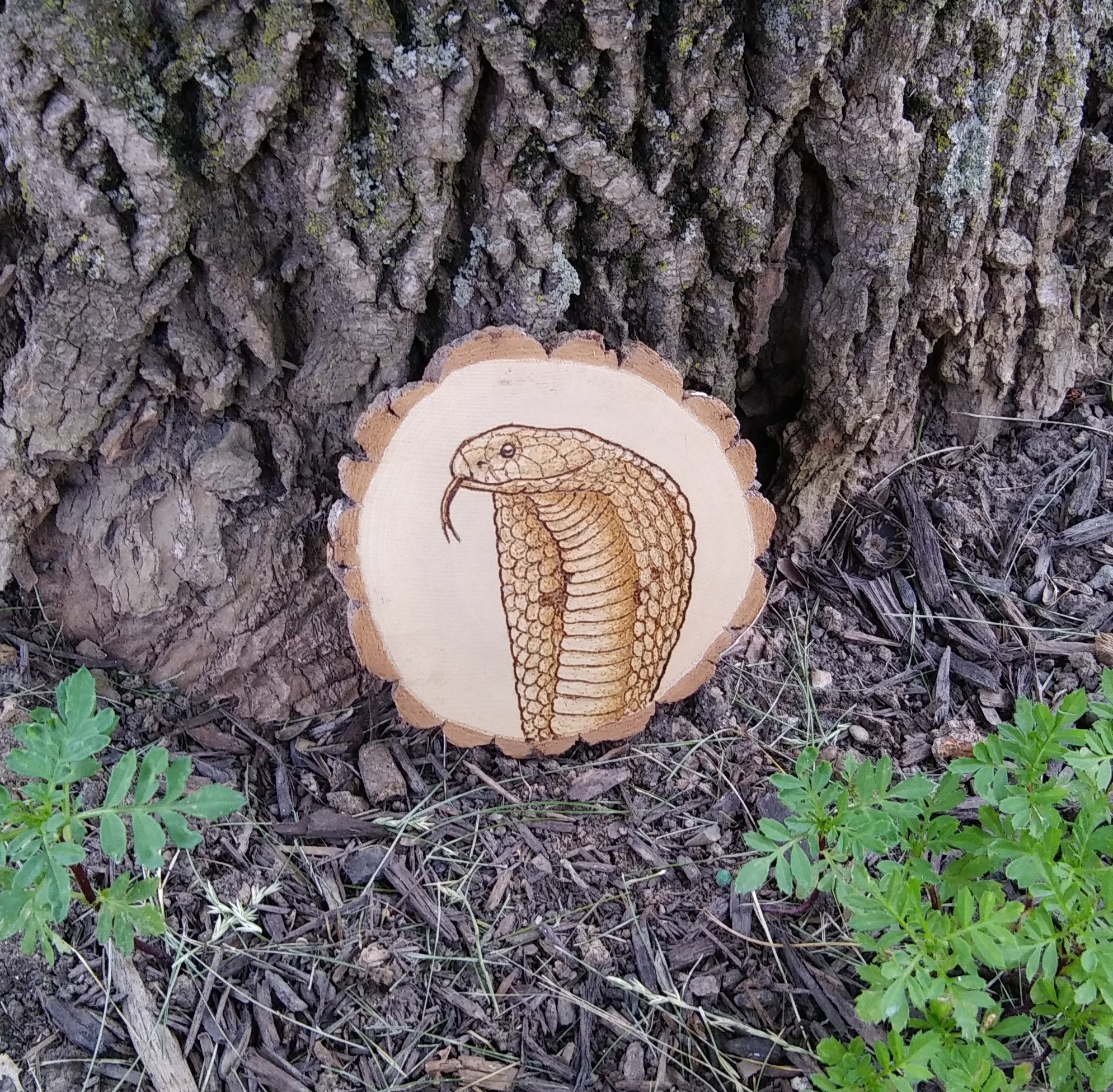 Cobra Wood Burning Art Snake Live Edge Sour Wood Etsy