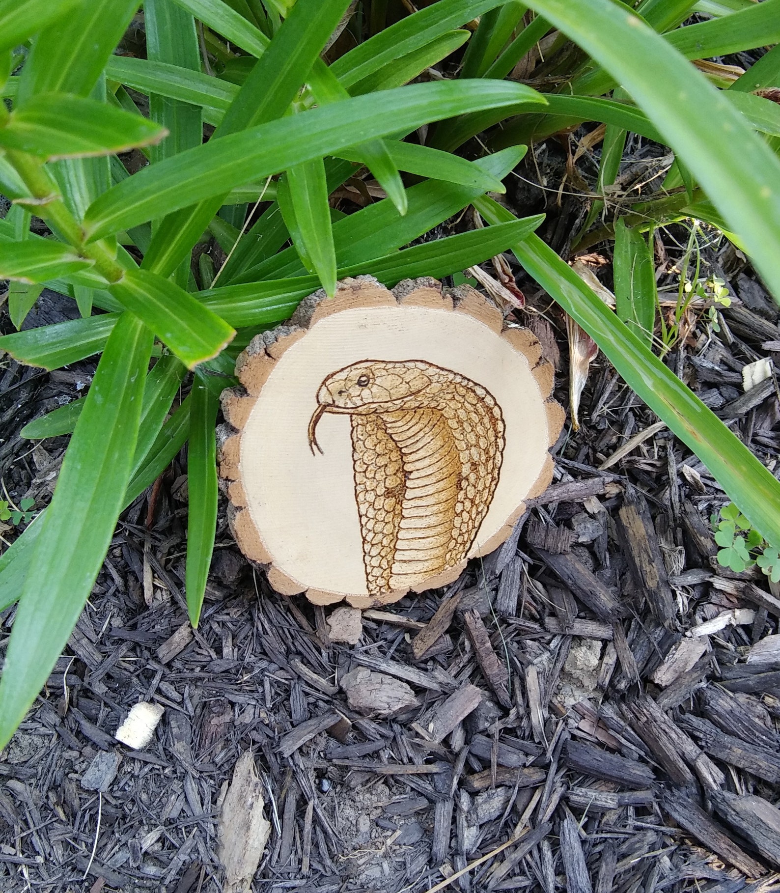 Cobra Wood Burning Art Snake Live Edge Sour Wood Etsy