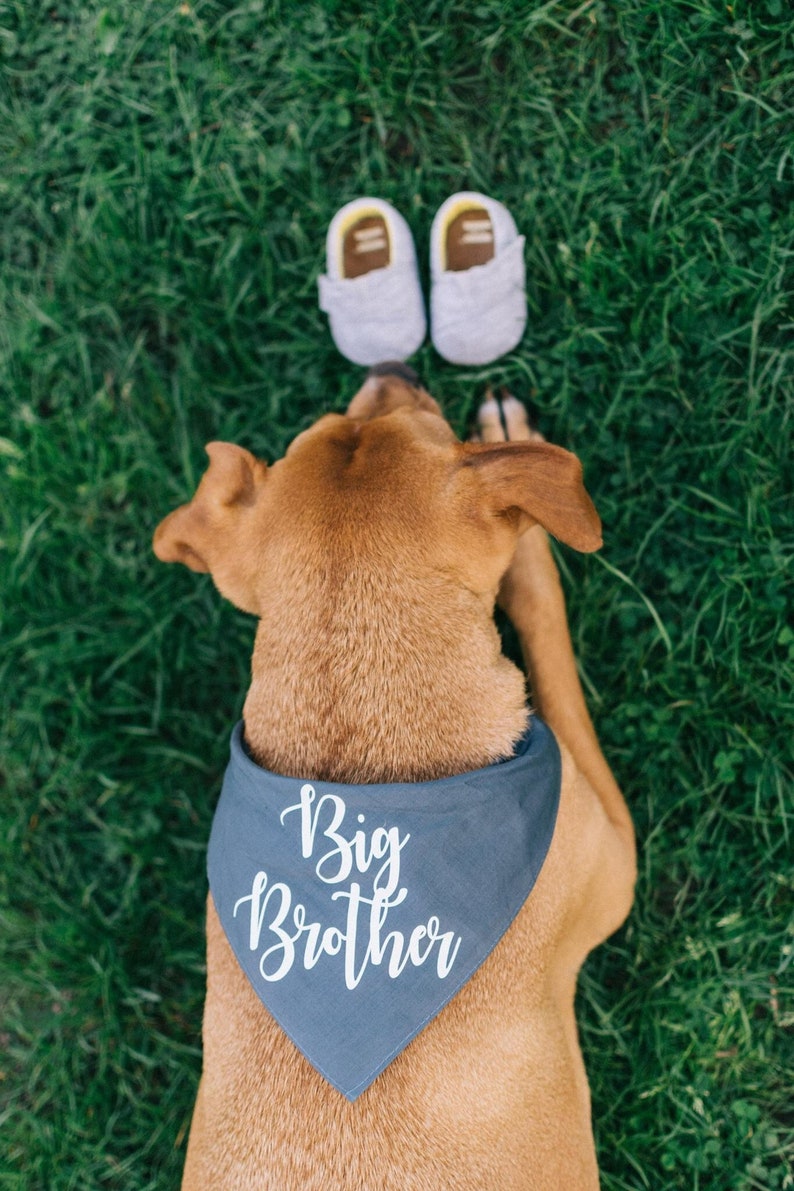 Big Brother Bandana Dog Pregnancy Announcement Bandana Big Etsy