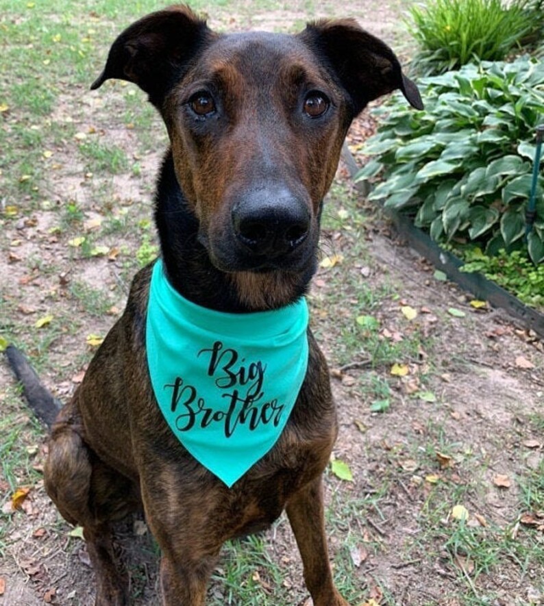Big Brother Bandana Dog Pregnancy Announcement Bandana Big Etsy