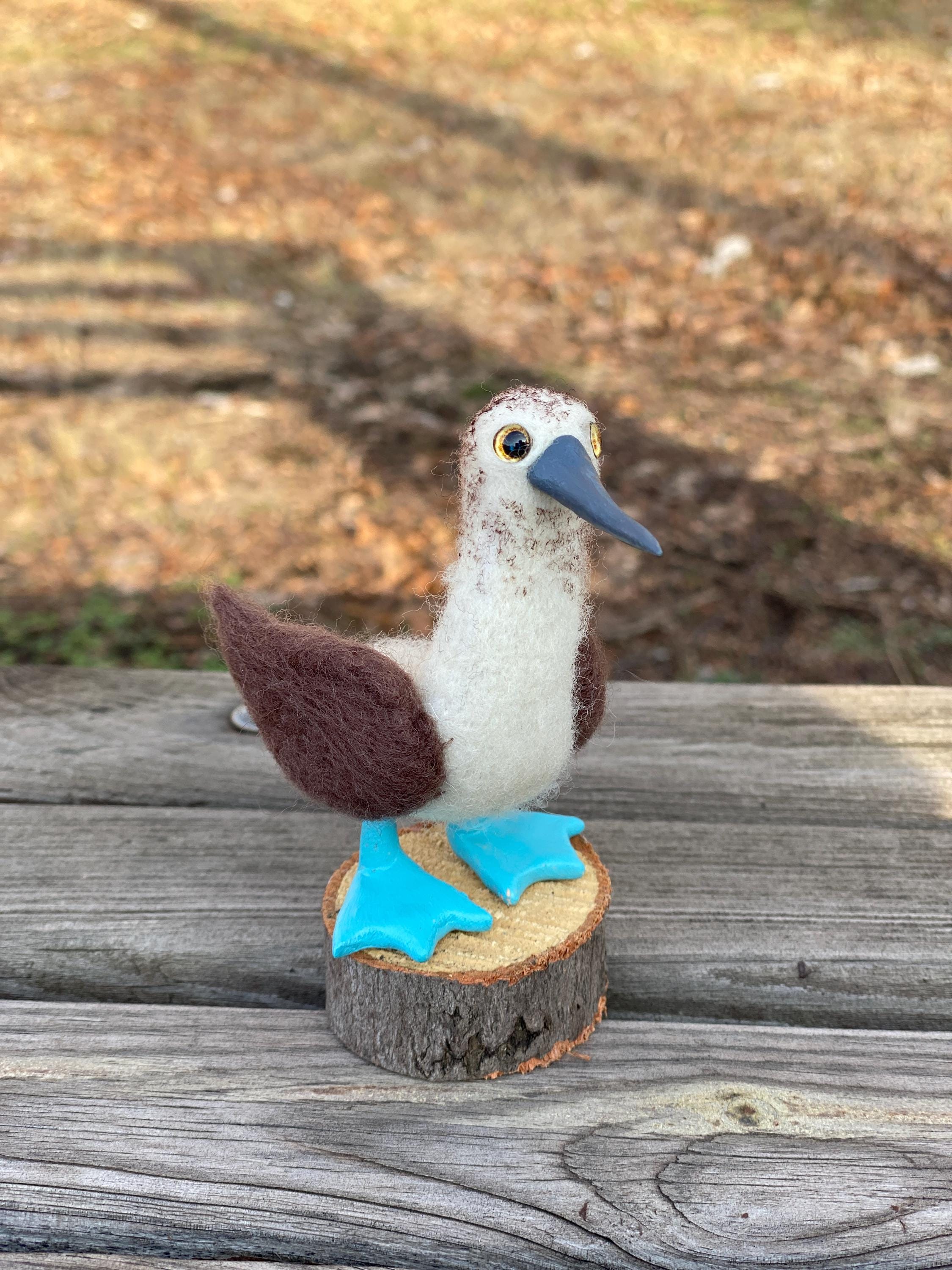 ブービー Blue-Footed Booby