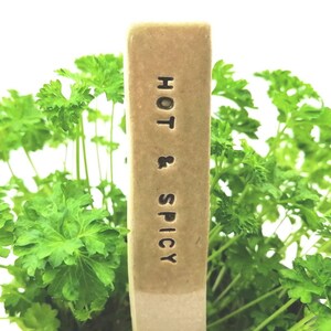 Könnte beinhalten: Ein rechteckiger, hellbrauner Gartenstecker mit den Worten "HOT & SPICY" in schwarzer Schrift. Der Stecker steht in einem Beet mit leuchtend grüner Petersilie.