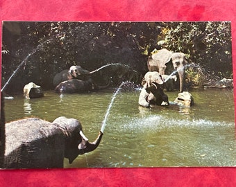 Vintage Disneyland Adventureland Postcard - Elephant Bathing Pool - Jungle Cruise