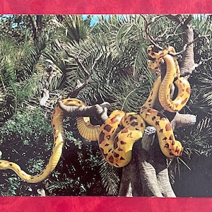 以下が含まれることがあります： 熱帯のジャングルの中で、木の枝に巻き付いている黄色と茶色のヘビ