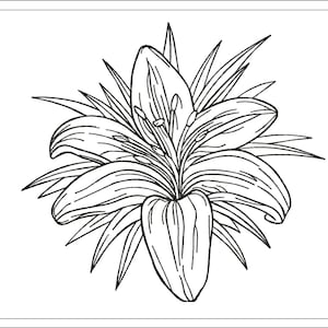 Lily Sketch Embroidery Design: Flower Machine Embroidery (Instant Download)