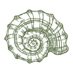 Diseño de bordado de boceto de concha: Archivos de bordado a máquina con temática de playa
