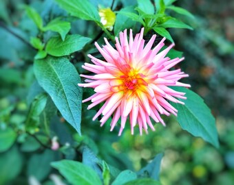 Flower, Instant Download