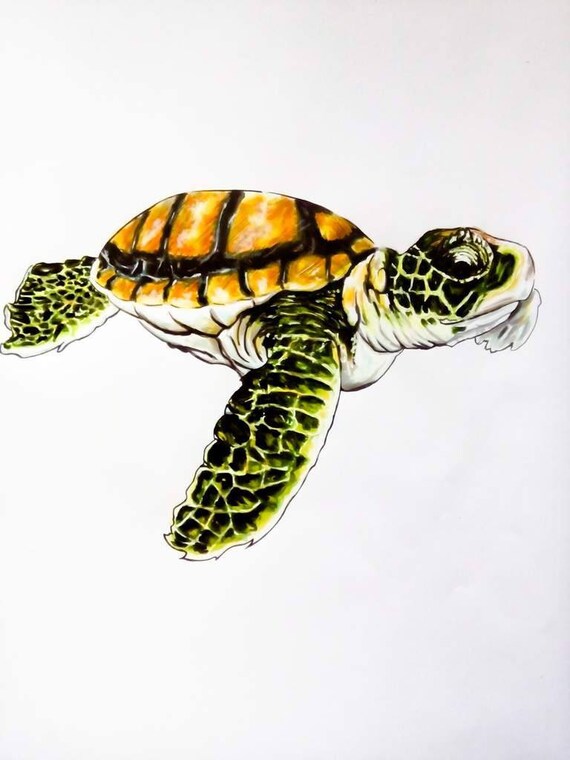 Tortue Marine Dessin A3 Aux Feutres Etsy Tortue Marine Dessin A3 Aux Feutres Etsy