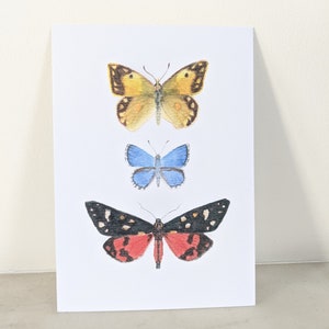 Schmetterling Notizkarte - Aquarell Postkarte - botanische Zeichnung - Schmetterling Druck