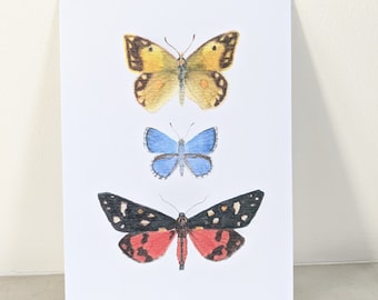 Schmetterling Notizkarte - Aquarell Postkarte - botanische Zeichnung - Schmetterling Druck