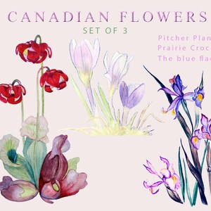 Watercolor Canadian Provincial Flowers clip art Pitcher plant Blue flag Prairie Crocus digital image