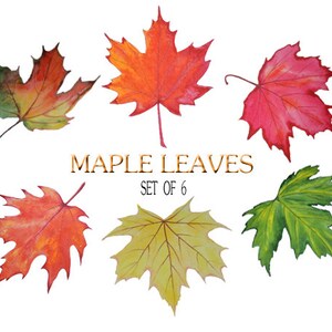 May include: Set of six watercolour illustrations of maple leaves in various shades of red, orange, yellow, and green. The leaves are arranged in a circle with the text "Maple Leaves Set of 6" in the centre.