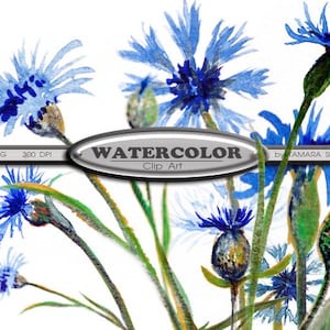 Summer Flower Watercolor Clip Art, Field Flower, Blue Cornflower Watercolor Painting, Modern Flower Garden Art, Blue Wall Decor, Wild