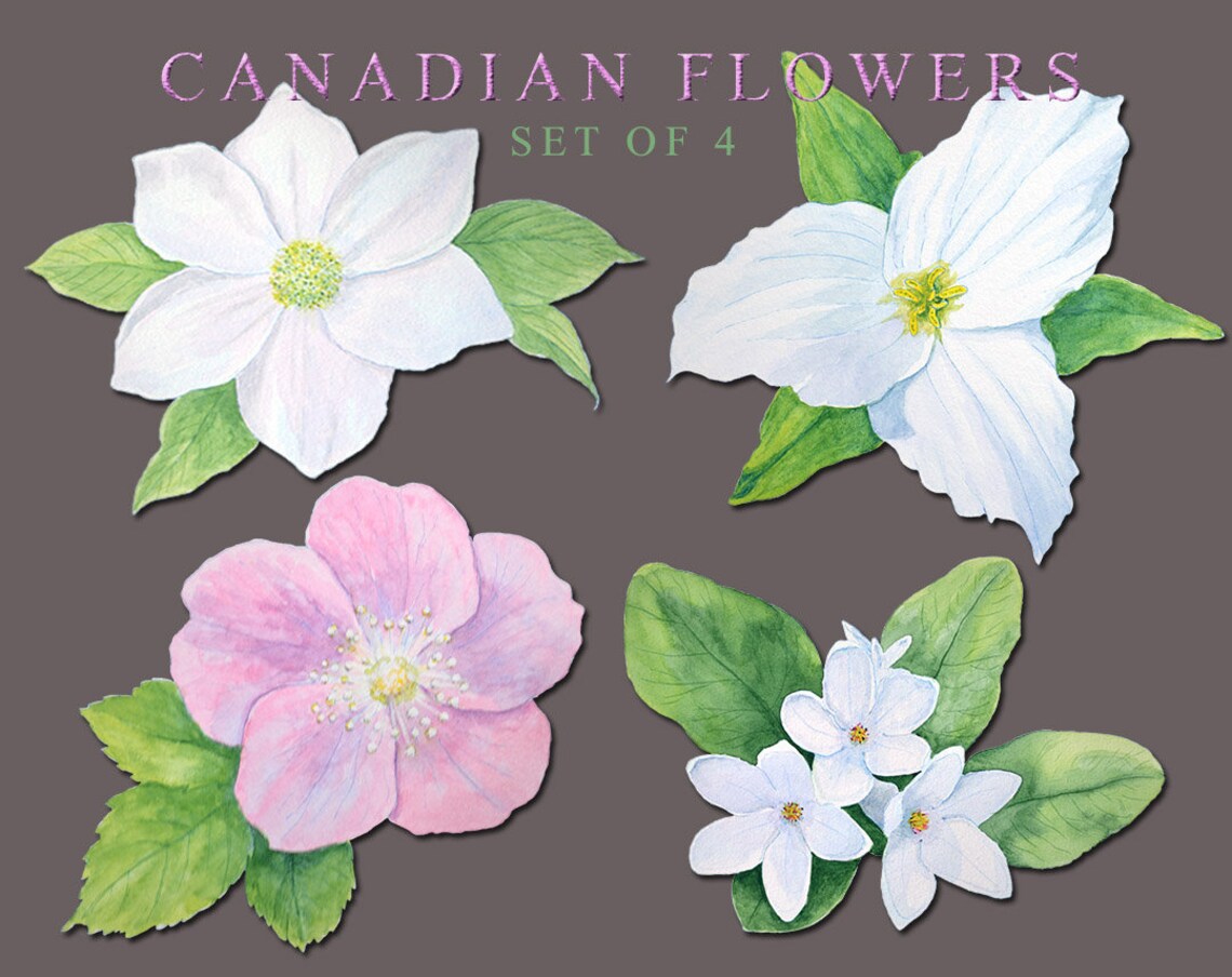 Clip Art Watercolor Canadian Flower Clip Art Stock Image Trillium