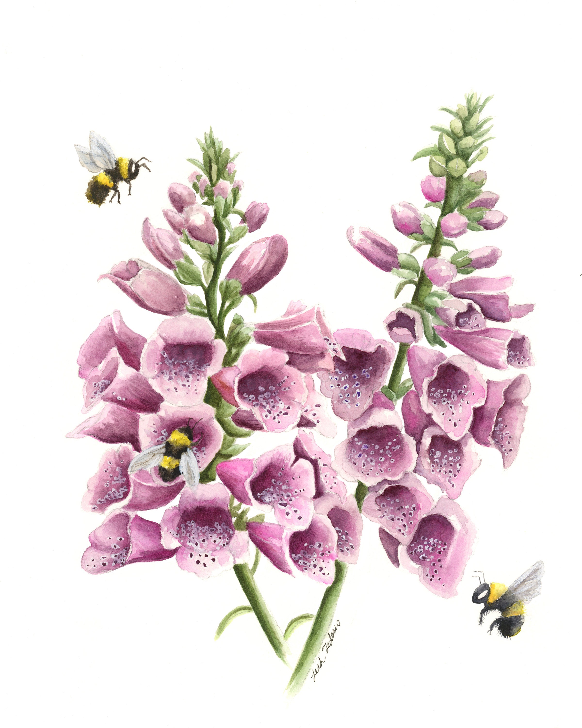 Foxglove flower best sale