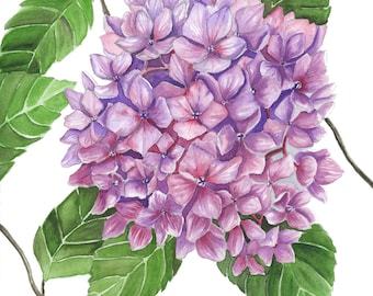 Hydrangea Painting Watercolor Print, Botanical Art Illustration