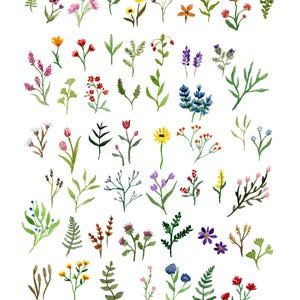 Botanical Flowers Illustration Print, Watercolor Painting, Flower Wall Art, Botanical Art Wall Decor