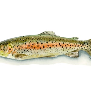 Rainbow Trout Print Watercolor Painting, Fly Fishing Artwork, Fishing Gift