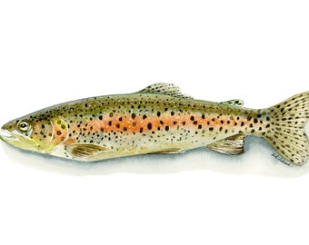 Rainbow Trout Print Watercolor Painting, Fly Fishing Artwork, Fishing Gift