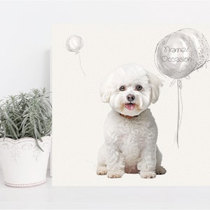May include: A white Bichon Frise dog sitting in front of a white background with two silver balloons. One balloon says "Name/Occasion".