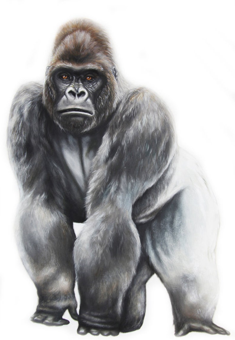 Jungle Wall Decals Jungle Decals Rainforest Wall Stickers Etsy