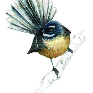 Fantail bird print - New Zealand art