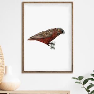 Kaka print native bird of New Zealand painting