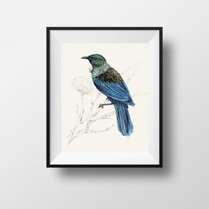 Impresión de tui, ave nativa de la pintura de Nueva Zelanda