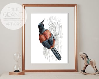 New Zealand native bird Tieke Saddleback bird print