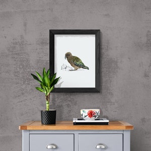 Kea print native bird of New Zealand painting image 3