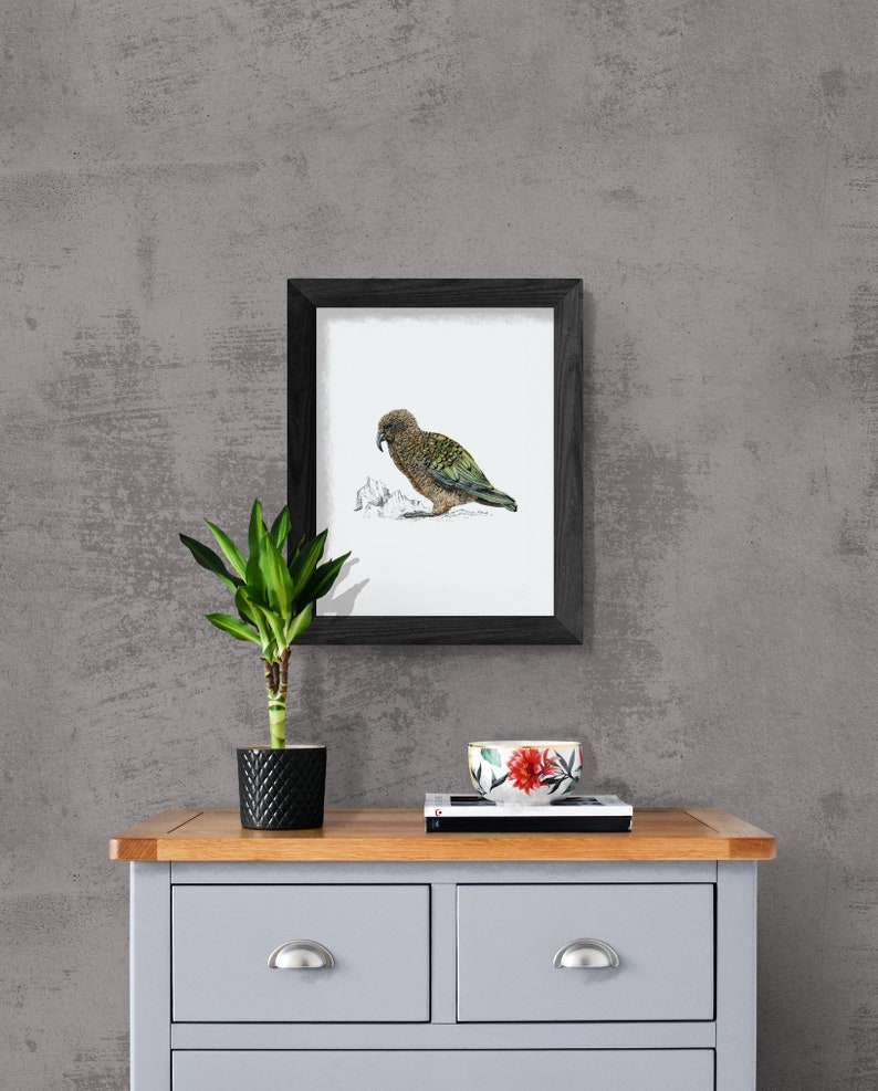 Kea print native bird of New Zealand painting image 3