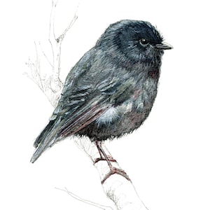 Black Robin bird print - New Zealand art