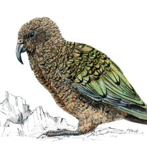 Kea print native bird of New Zealand painting image 4