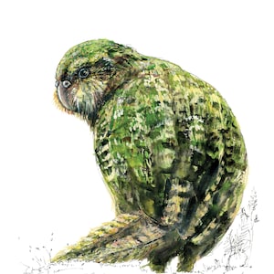 Kakapo bird print - New Zealand