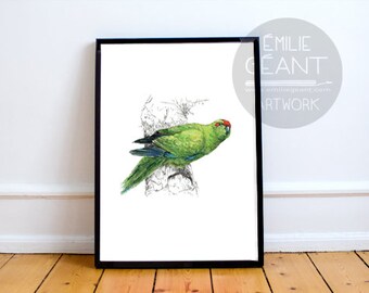New Zealand native bird Kākāriki (NZ parakeet) illustrated Large print from original watercolor and ink painting artwork, Wild wall art