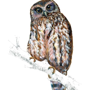 Ruru Morepork bird print - New Zealand