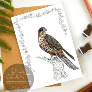 Carte Karearea - Carte de voeux pour oiseaux indigènes Faucon de Nouvelle-Zélande
