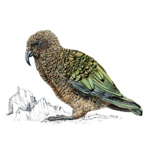 Kea print native bird of New Zealand painting image 2