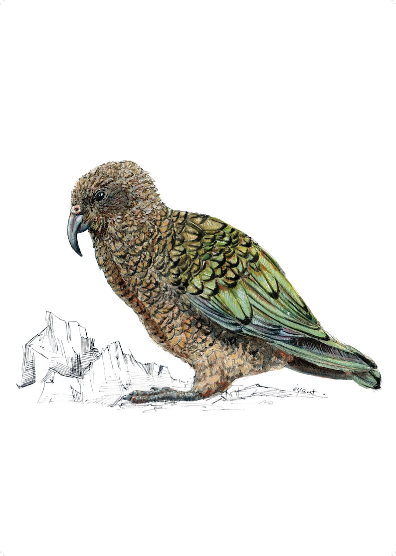Kea print native bird of New Zealand painting image 2