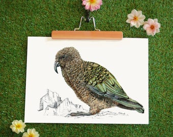 Mr Kea, New Zealand native bird illustration, Large print from original watercolor and ink painting artwork, Wild life Kiwiana art