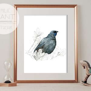 Impression Kokako, oiseau originaire de Nouvelle-Zélande