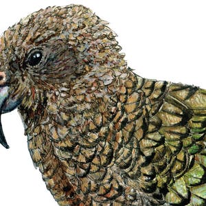 Kea print native bird of New Zealand painting image 5